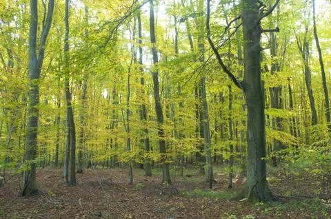 Autumn forest Stock Photos