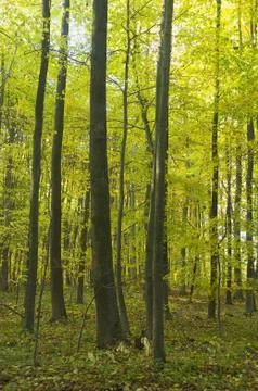 Autumn forest Stock Photos