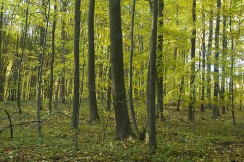 Autumn forest Stock Photos