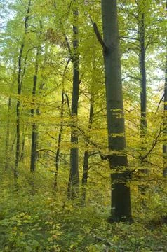 Autumn forest Stock Photos