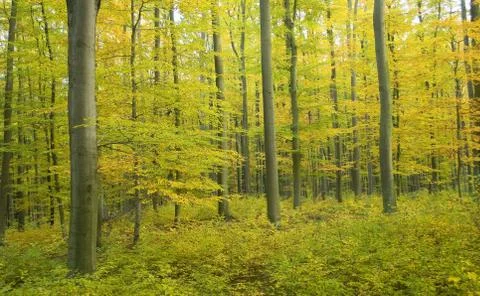 Autumn forest Stock Photos