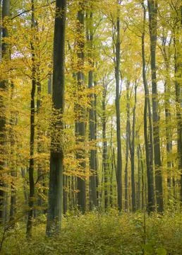Autumn forest Stock Photos