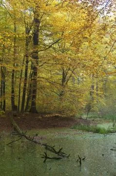 Autumn forest Stock Photos