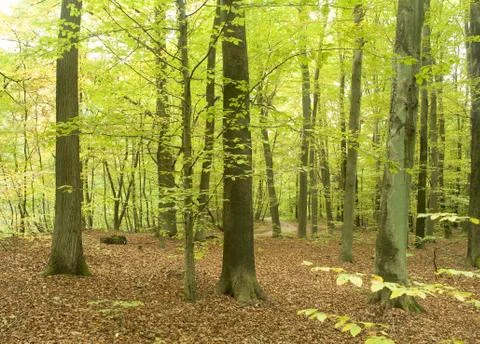 Autumn forest Stock Photos