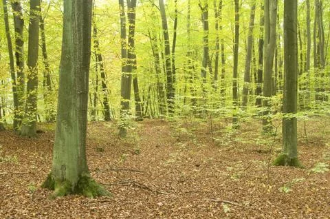 Autumn forest Stock Photos