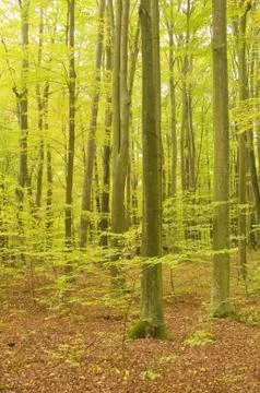 Autumn forest Stock Photos