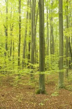 Autumn forest Stock Photos