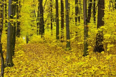 Autumn forest Stock Photos