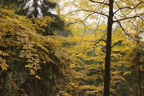 Autumn in forest Stock Photos