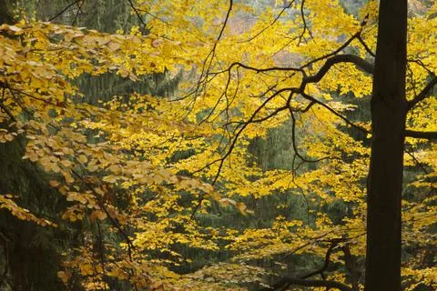 Autumn in forest Stock Photos