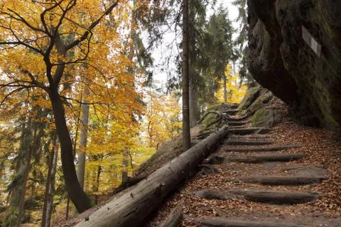 Autumn in forest Stock Photos