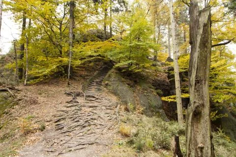 Autumn in forest Stock Photos