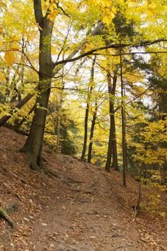 Autumn in forest Stock Photos