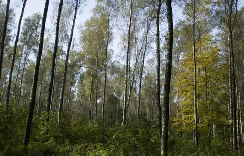 Autumn forest Stock Photos