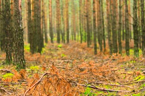 Autumn forest Stock Photos