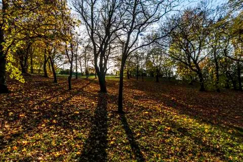 Autumn forest 스톡 사진