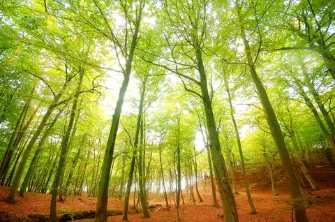Autumn forest 스톡 사진