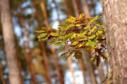 Autumn in forest 스톡 사진