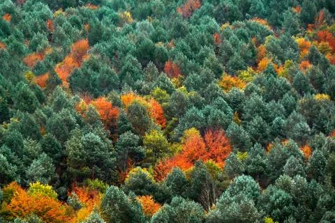 Autumn forest Stock Photos
