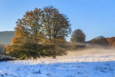 Autumn forest Stock Photos