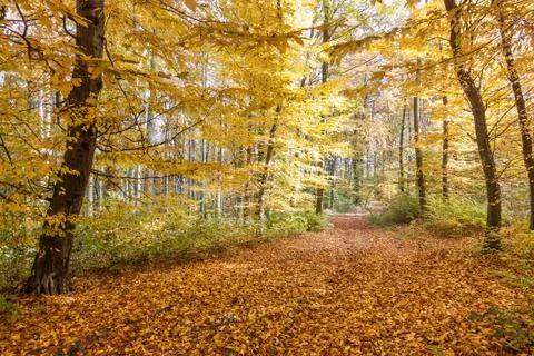 Autumn forest Stock Photos