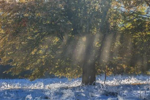 Autumn forest Stock Photos