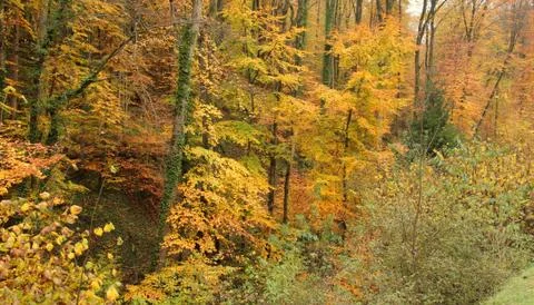 Autumn forest Stock Photos