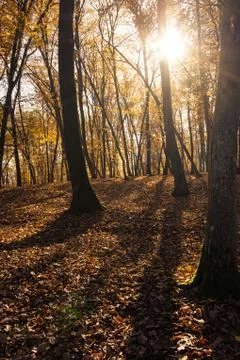 Autumn forest Stock Photos