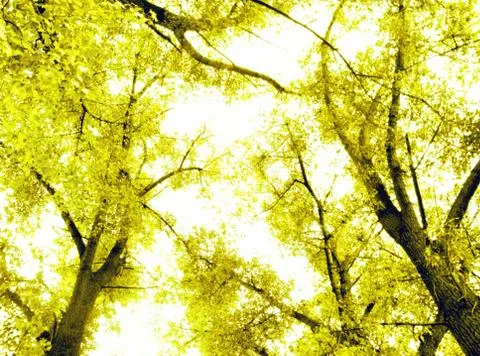 Autumn forest Stock Photos