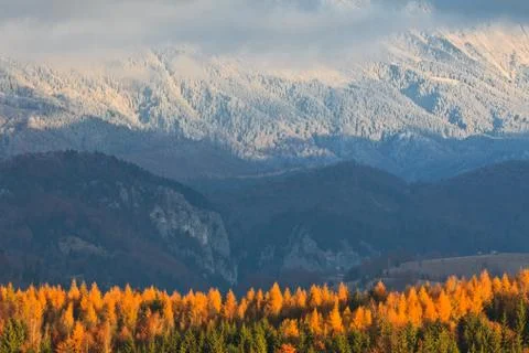 Autumn forest Stock Photos