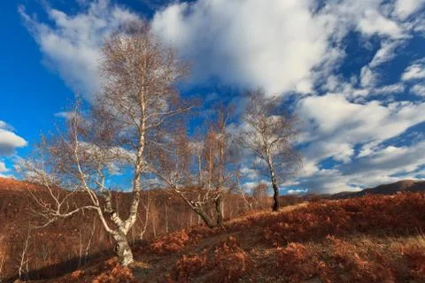 Autumn forest Stock Photos