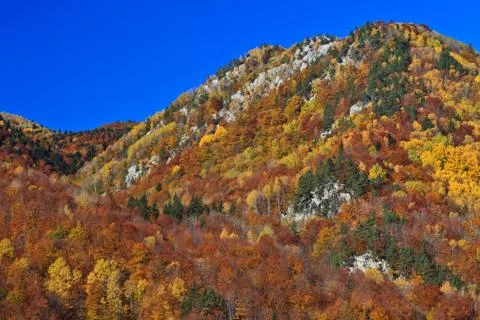 Autumn forest Stock Photos