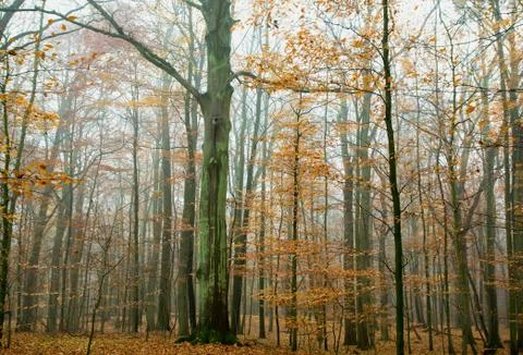 Autumn forest Stock Photos