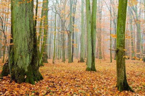 Autumn forest Stock-Fotos