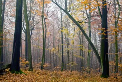 Autumn forest Stock Photos