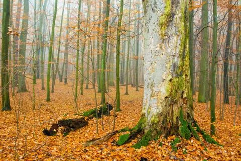 Autumn forest Stock Photos