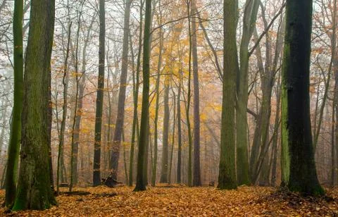 Autumn forest Foto stock