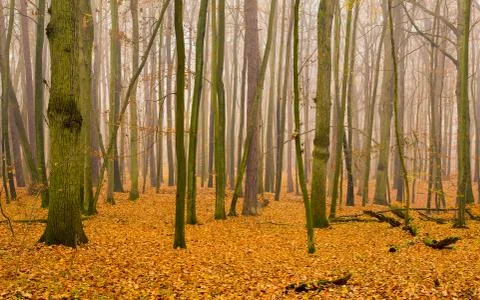 Autumn forest Stock Photos