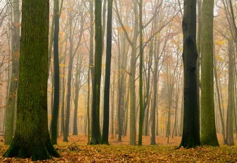 Autumn forest Stock Photos