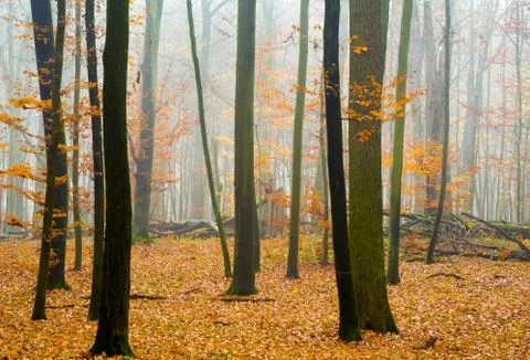 Autumn forest Stock Photos
