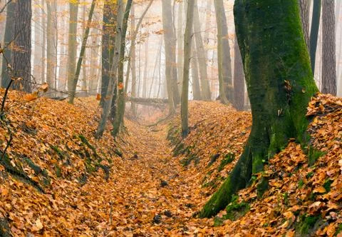 Autumn forest Stock Photos
