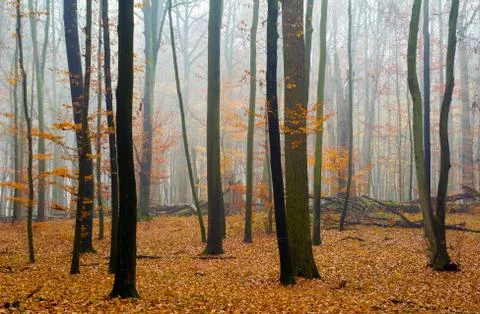 Autumn forest Stock Photos