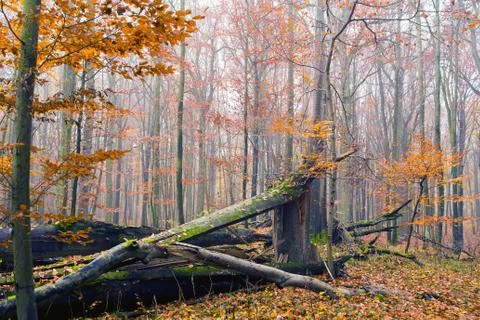 Autumn forest Stock Photos