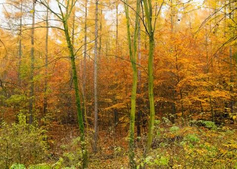 Autumn forest Stock Photos