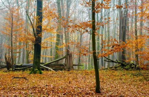 Autumn forest Stock Photos