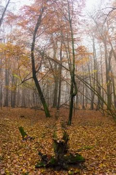 Autumn forest Stock-Fotos