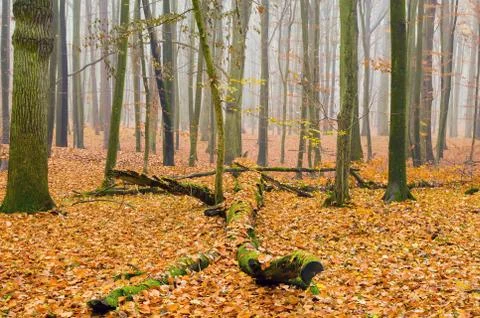 Autumn forest Stock Photos