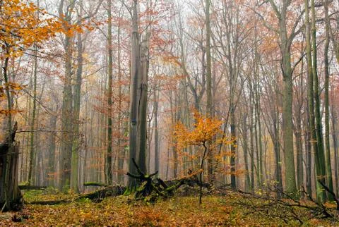 Autumn forest Stock Photos