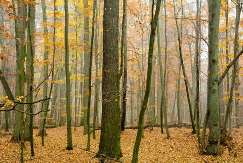 Autumn forest Stock Photos
