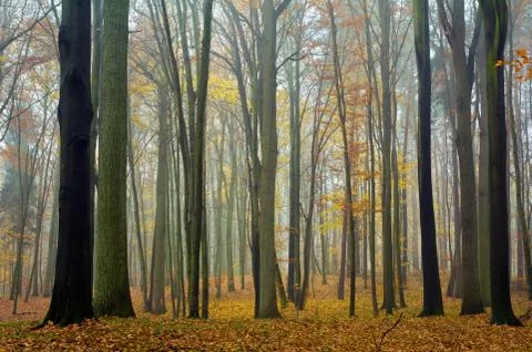 Autumn forest Stock Photos
